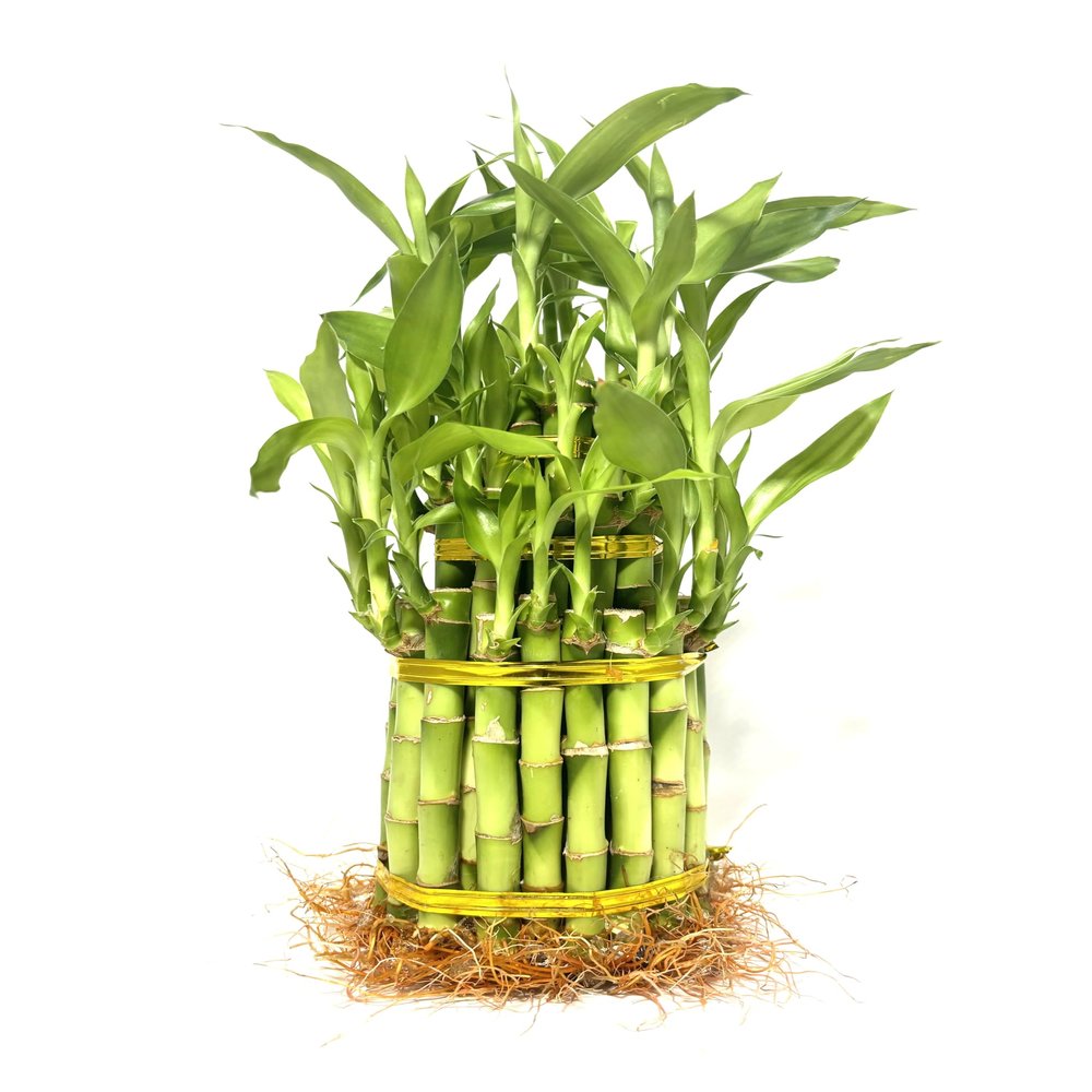 Generic Larger 3 Tier 5"" 7"" 9"" Lucky Bamboo stalks for Feng Shui (Total About 37 Stalks) The Most Elegant Bamboo with Free Plant Food, Green