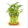 Generic Larger 3 Tier 5"" 7"" 9"" Lucky Bamboo stalks for Feng Shui (Total About 37 Stalks) The Most Elegant Bamboo with Free Plant Food, Green view 1