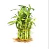 Generic Larger 3 Tier 5"" 7"" 9"" Lucky Bamboo stalks for Feng Shui (Total About 37 Stalks) The Most Elegant Bamboo with Free Plant Food, Green view 2