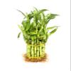 Generic Larger 3 Tier 5"" 7"" 9"" Lucky Bamboo stalks for Feng Shui (Total About 37 Stalks) The Most Elegant Bamboo with Free Plant Food, Green view 3