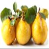 Fresh delicious Asian Pears by RawJoy Farms, 1 Pound view 3