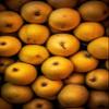 Fresh delicious Asian Pears by RawJoy Farms, 1 Pound view 4