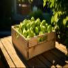 Fresh delicious D'anjou Pears by RawJoy Farms, 5 Pound view 4