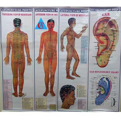 Acupuncture Points Chart Set of 4 Paper Back English Language Wall Chart Acupuncture Points Chart - Meridians Acupressure Charts