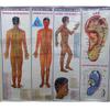 Acupuncture Points Chart Set of 4 Paper Back English Language Wall Chart Acupuncture Points Chart - Meridians Acupressure Charts view 1