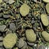Aquatic Foods Inc. Gourmet Blend of 5-Types of Spirulina Wafers, Spirulina 1/8" x 7/16" Sinking Sticks & 1/8" x 1/8" Krill Bits for Shrimp. Snails, All Tropical Fish GB-60-2-lbs view 2