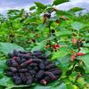 Dried Black Mulberries 8.81oz Natural Wild Black Mulberry Tea Sweet Delicious Dried Fruit Snacks, Vegan    view 2