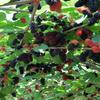 Dried Black Mulberries 8.81oz Natural Wild Black Mulberry Tea Sweet Delicious Dried Fruit Snacks, Vegan    view 3