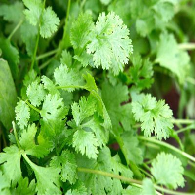 10G Coriander Seeds