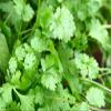 10G Coriander Seeds view 1