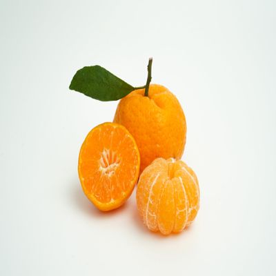 Fresh delicious Satsuma Mandarins Orange by RawJoy Farms.