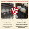 Wanhua Hall Dried Snow Fungus Whole Tremella Mushroom Chinese White Fungus Premium White Woodear Mushroom for Cooking All Natural, Vegan, Gluten-Free 3.5oz(100g)     view 3