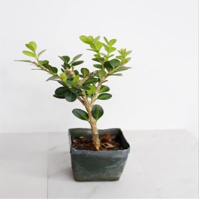 Mini Bonsai Tree Starter Gift, Winter Gem Boxwood Plant, Variegated Leaf Plant, Buxus Microphylla Boxleaf, Japanese Outdoor Garden