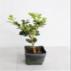 Mini Bonsai Tree Starter Gift, Winter Gem Boxwood Plant, Variegated Leaf Plant, Buxus Microphylla Boxleaf, Japanese Outdoor Garden view 1