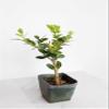 Mini Bonsai Tree Starter Gift, Winter Gem Boxwood Plant, Variegated Leaf Plant, Buxus Microphylla Boxleaf, Japanese Outdoor Garden view 2