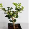 Mini Bonsai Tree Starter Gift, Winter Gem Boxwood Plant, Variegated Leaf Plant, Buxus Microphylla Boxleaf, Japanese Outdoor Garden view 4