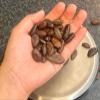 100% Organic Cacao view 3