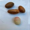 NineLife Basics African Fresh Organic Bitter Kola nuts (Garcinia Kola from west Africa) 1LB view 2