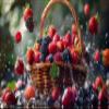 A Gift with fresh Juicy Berries Fruit Basket by RawJoy Farms. view 1