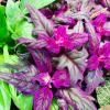 2 Gynura Purple Passion Plants Live Houseplant in 2.5 Inch Pot, Ornamental Gynura Aurantiaca Velvet Plant Live to Grow Indoor