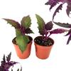 2 Gynura Purple Passion Plants Live Houseplant in 2.5 Inch Pot, Ornamental Gynura Aurantiaca Velvet Plant Live to Grow Indoor view 2