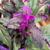 2 Gynura Purple Passion Plants Live Houseplant in 2.5 Inch Pot, Ornamental Gynura Aurantiaca Velvet Plant Live to Grow Indoor view 3