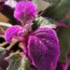 2 Gynura Purple Passion Plants Live Houseplant in 2.5 Inch Pot, Ornamental Gynura Aurantiaca Velvet Plant Live to Grow Indoor view 4