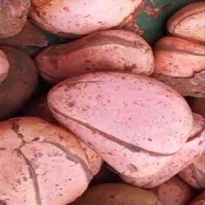 African Red Traditional Kola nuts, 3, 4,5,6 & 7 Lobes- Kola nuts, Oji Igbo, Cola Acuminata Kola Nuts, Kolanut, 4 oz/ 110 gram 