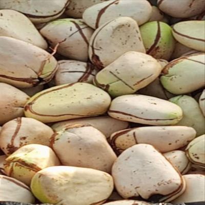 African Kola nuts, Kola nut White Obi, Cola Nitida, Kolanut, 2 lobe kola nut, Cola nut.- 10 oz/ 280gram