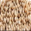 Fresh Garbanzo Bean By RawJoy | Organic Fresh Garbanzo Beans Bulk- 10 Pound view 1