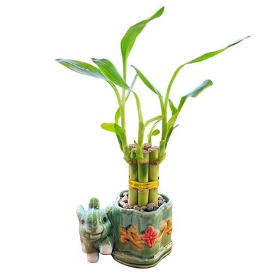 Generic Coop & Harp Small Lucky Bamboo Live Indoor Plant with Ceramic Vase, Live Indoor Lucky Bamboo for Home, Office and Gift (Elephant), Green