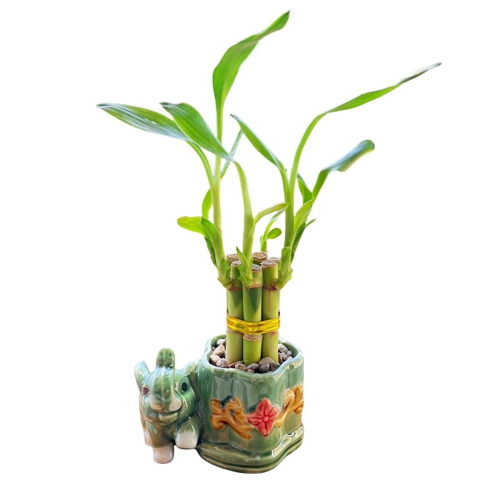 Generic Coop & Harp Small Lucky Bamboo Live Indoor Plant with Ceramic Vase, Live Indoor Lucky Bamboo for Home, Office and Gift (Elephant), Green