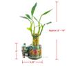 Generic Coop & Harp Small Lucky Bamboo Live Indoor Plant with Ceramic Vase, Live Indoor Lucky Bamboo for Home, Office and Gift (Elephant), Green view 2