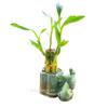 Generic Coop & Harp Small Lucky Bamboo Live Indoor Plant with Ceramic Vase, Live Indoor Lucky Bamboo for Home, Office and Gift (Elephant), Green view 4