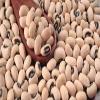 Fresh Dry Black Eyed Beans By RawJoy | Organic Fresh Black Eyed Beans view 2