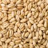 NineLife Basics 1 LB UNMALTED WHEAT Rahr Uncrushed Grain view 1