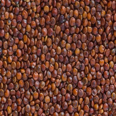 Fresh Red Quinoa By RawJoy | Organic Fresh Red Quinoa Beans, 15 Pound