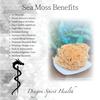 Raw Sea Moss Wildcrafted Full Spectrum 100% Natural from St. Lucia | Shade-dried | Use to make sea moss gel | Bulk (16 Ounce) view 4