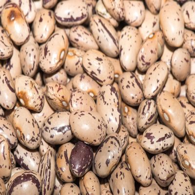 Fresh Pinto Beans By RawJoy | Organic Fresh Pinto Beans Bulk