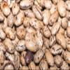 Fresh Pinto Beans By RawJoy | Organic Fresh Pinto Beans Bulk view 1