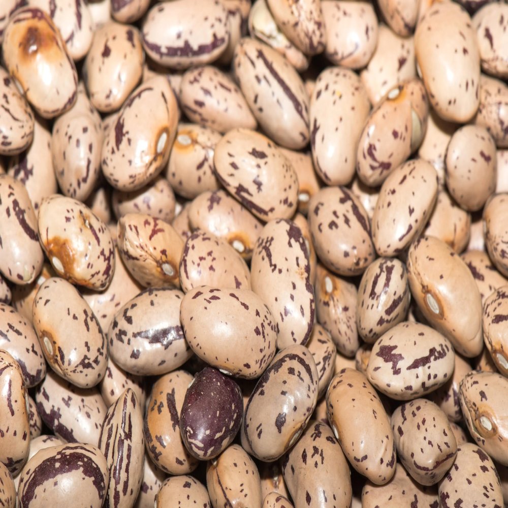 Fresh Pinto Beans By RawJoy | Organic Fresh Pinto Beans Bulk, 15 Pound (Pack of 1)