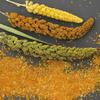 MAHANANDI FOXTAIL MILLET 500GRAMS,FOXTAIL MILLET,MILLETS,KODO MILLET,KORRALU,INDIAN MILLETS view 4