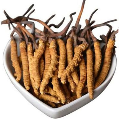 Wild Himalayan Yarsha Gumba Or Cordyceps Sinensis Large Pieces 5 Gram from Lamjung Nepal