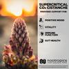 Nootropics Depot Cistanche Supercritical CO2 Extract Capsules | 20% Echinacoside + 20% Verbascoside (Acetoside) | 60 Count view 4