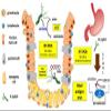 PCI H. Pylori Analysis - Non-Invasive Stool Test for Bacterial Infection Detection, Convenient & More Accurate Than Regular Home Tests - Testing Package Included for Reliable Diagnosis and Treatment view 3