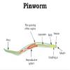 PCI Pinworm Test Kit: Accurate Detection for Anal Itching Caused by pinworms, Ideal for Anyone who has had Negative Results, Targets Peri-Anal Region, Includes 1 Pinworm Sticky Paddle Test kit view 2