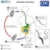PCI Pinworm Test Kit: Accurate Detection for Anal Itching Caused by pinworms, Ideal for Anyone who has had Negative Results, Targets Peri-Anal Region, Includes 1 Pinworm Sticky Paddle Test kit view 4