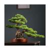 YXIANG56Q Fake Plants High-end Simulation Greenery Bonsai Ornaments Hotel Decorative Simulation Tree Entrance Living Room Potted Plants Landscaping Bonsai Tree, yuqing2022 view 1