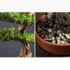 YXIANG56Q Fake Plants High-end Simulation Greenery Bonsai Ornaments Hotel Decorative Simulation Tree Entrance Living Room Potted Plants Landscaping Bonsai Tree, yuqing2022 view 3