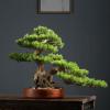 YXIANG56Q Fake Plants High-end Simulation Greenery Bonsai Ornaments Hotel Decorative Simulation Tree Entrance Living Room Potted Plants Landscaping Bonsai Tree, yuqing2022 view 4